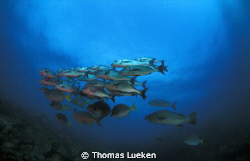 fond in Galapagos by Thomas Lueken 